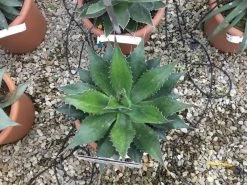 Winterharde Agave (Agave Montana) -Groene Wereld agave montana