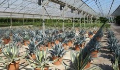 Winterharde Agave (Agave Montana) -Groene Wereld agave montana 2