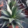 Winterharde Agave (Agave Montana) -Groene Wereld agave montana c12