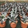 Winterharde Agave (Agave Colorata 'Supreme') -Groene Wereld agavecolorata