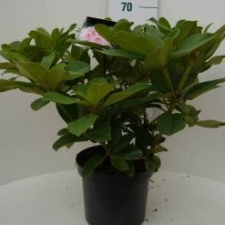 Rhododendron (Rhododendron 'Albert Schweitzer') -Groene Wereld albert schweitzer c7.5 voor 2