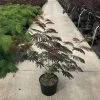 Albizia Als Struik (Albizia Julibrissin ‘Evey’s Pride’) -Groene Wereld albizia julibr. evey s pride c20 1 1