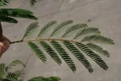 Perzische Slaapboom Als Struik (Albizia Julibrissin) -Groene Wereld albizia julibrissin blad 2