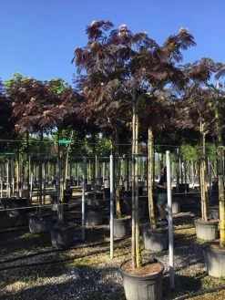 Perzische Slaapboom Als Boom (Albizia Julibrissin 'Summer Chocolate') -Groene Wereld albizia sumer chocolate 14 16