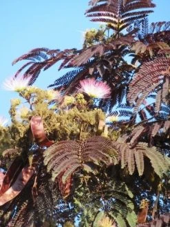 Perzische Slaapboom Als Boom (Albizia Julibrissin 'Summer Chocolate') -Groene Wereld albizia summer chocolate 4
