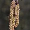Zwarte Els, Bosplantsoen (Alnus Glutinosa)