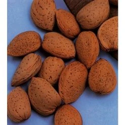 Amandelboom (Prunus Dulcis) -Groene Wereld amandelboom prunus dulcis robijn prunus dulcis robijn amandel 8f2