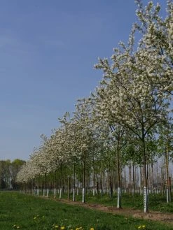 Krent Als Boom (Amelanchier Lamarckii) 9 Krent Als Boom (Amelanchier Lamarckii) -Groene Wereld amelanchier lamarckii s 18 20 25 bloesem