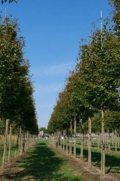 Krentenboom (Amelanchier Arborea 'Robin Hill') -Groene Wereld amelanchier arborea robin hill 20 25 30 oc 2 2