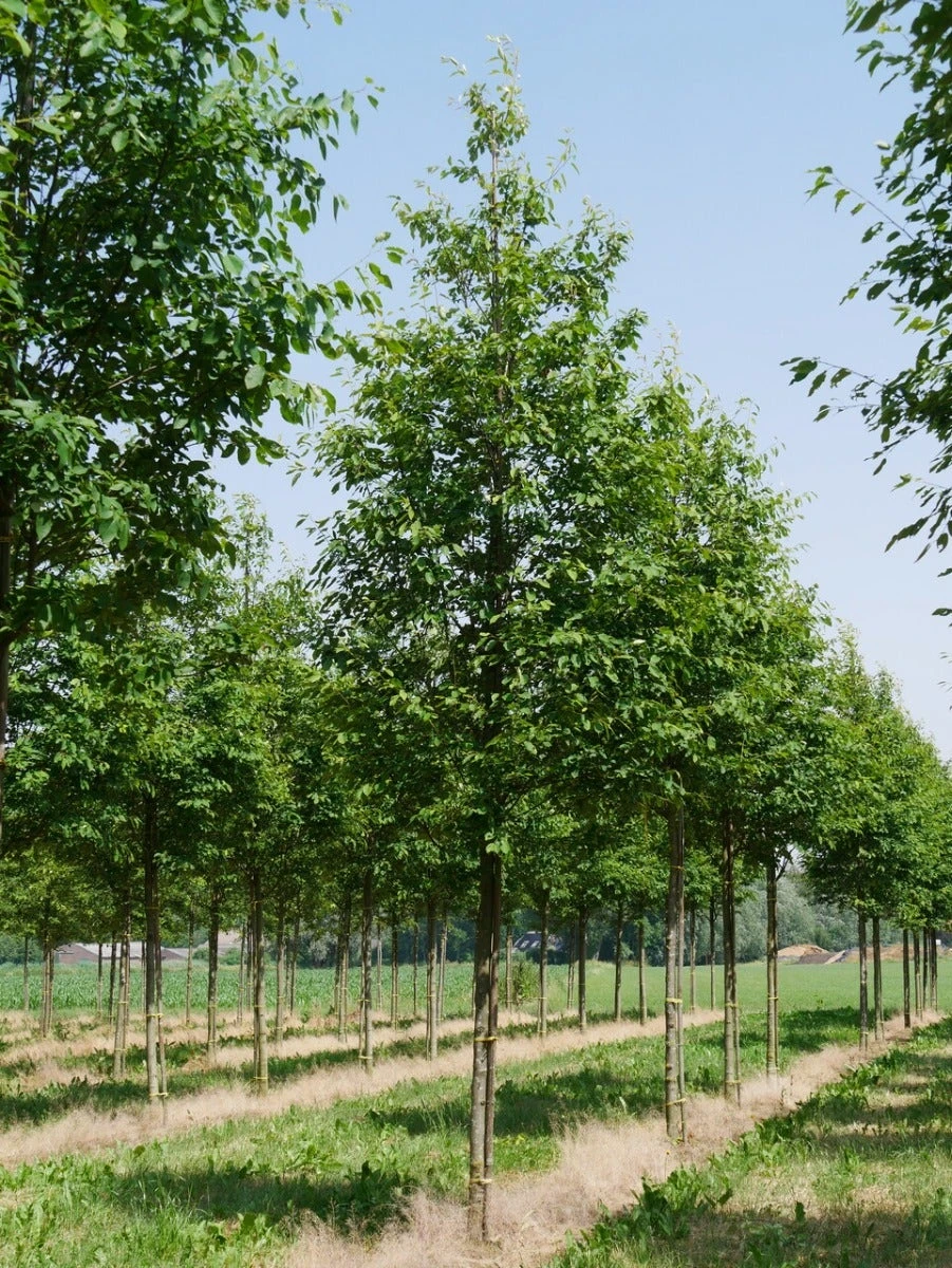 Krentenboom (Amelanchier Arborea 'Robin Hill') 4 Krentenboom (Amelanchier Arborea 'Robin Hill') - Afbeelding 2