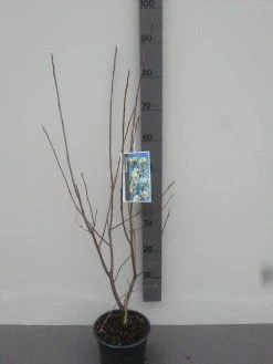 Krentenboom (Amelanchier Laevis 'Ballerina') -Groene Wereld amelanchier ballerina