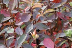 Krentenboom (Amelanchier Laevis 'Ballerina') -Groene Wereld amelanchier ballerina 1