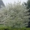 Canadese Krentenboom (Amelanchier Canadensis)