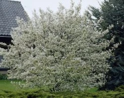 Canadese Krentenboom (Amelanchier Canadensis)