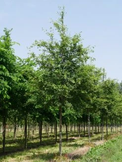 Krent Als Boom (Amelanchier Lamarckii) -Groene Wereld amelanchier lamarckii s 20 25 2