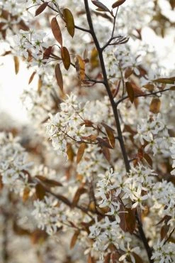 Meerstammige Krentenboom (Amelanchier Lamarckii) -Groene Wereld amelanchier lamarckii01