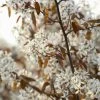 Krent Als Boom (Amelanchier Lamarckii) -Groene Wereld amelanchier lamarckii01 1 2