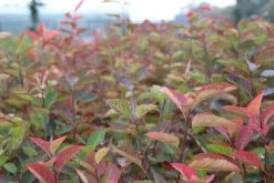 Krentenboom Als Struik (Amelanchier Lamarckii) -Groene Wereld amelanchier lamarckii 2 1 1