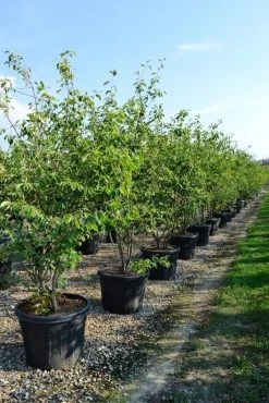 Meerstammige Krentenboom (Amelanchier Lamarckii) -Groene Wereld amelanchierlammarckii01 2