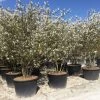 Meerstammige Krentenboom (Amelanchier Lamarckii) -Groene Wereld amelanchierlammarckii02 1