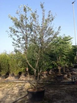 Meerstammige Krentenboom (Amelanchier Lamarckii) -Groene Wereld amelanchierlammarckii04