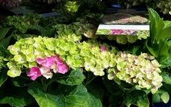 Hortensia (Hydrangea 'Magical Jewel Pink') 7 Hortensia (Hydrangea 'Magical Jewel Pink') -Groene Wereld amethyst01c 1