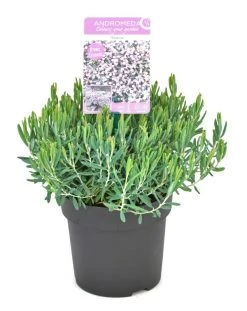 Lavendelheide (Andromeda Polifolia 'Blue Ice') 15 Lavendelheide (Andromeda Polifolia 'Blue Ice') -Groene Wereld andromeda blue ice p15 2