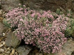 Lavendelheide (Andromeda Polifolia 'Blue Ice') 21 Lavendelheide (Andromeda Polifolia 'Blue Ice') -Groene Wereld andromeda pol. blue ice 3