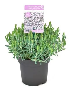 Lavendelheide (Andromeda Polifolia 'Blue Ice') 22 Lavendelheide (Andromeda Polifolia 'Blue Ice') -Groene Wereld andromeda polifolia blue ice p15