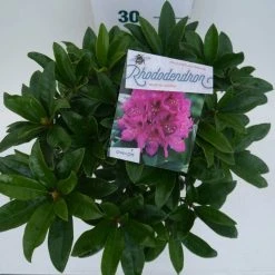 Rhododendron (Rhododendron 'Anah Kruschke') -Groene Wereld annah kruschke c5 boven 1