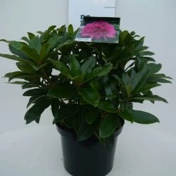 Rhododendron (Rhododendron 'Anah Kruschke') -Groene Wereld annah kruschke c5 voor 1