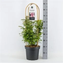 Klimroos (Rosa 'Anna's Pink Rambler')