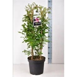 Klimroos (Rosa 'Anna's Pink Rambler') 6 Klimroos (Rosa 'Anna's Pink Rambler') -Groene Wereld annaspinkrambler02 1