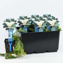 Kaapse Waterlelie (Aponogeton Distachyos) -Groene Wereld aponogeton distachyos 20180404183940 e 10930