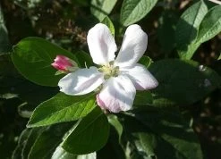 Lei-Appel (Malus Domestica 'Elstar') -Groene Wereld appelbloesemelstar01 2