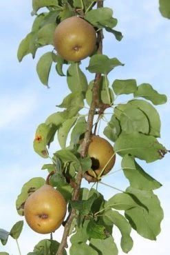 Appelboom (Malus Domestica ) -Groene Wereld appelboom