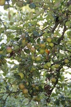 Appelboom (Malus Domestica ) -Groene Wereld appelboom 1