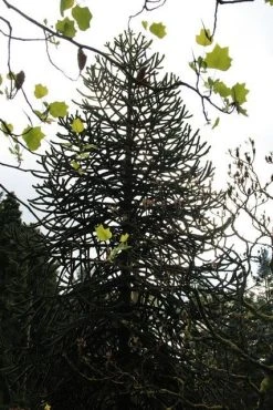 Apeboom (Araucaria Araucana) 25 Apeboom (Araucaria Araucana) -Groene Wereld araucaria araucana