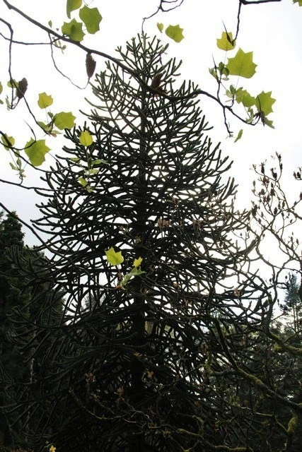 Apeboom (Araucaria Araucana) 9 Apeboom (Araucaria Araucana) - Afbeelding 7