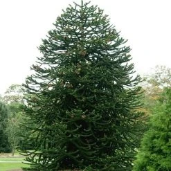 Apeboom (Araucaria Araucana) 35 Apeboom (Araucaria Araucana) -Groene Wereld araucaria araucana 1