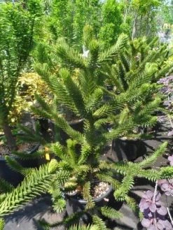 Apeboom (Araucaria Araucana) 27 Apeboom (Araucaria Araucana) -Groene Wereld araucaria araucana 100 125 150