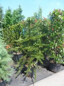 Apeboom (Araucaria Araucana) 30 Apeboom (Araucaria Araucana) -Groene Wereld araucaria araucana 150 175