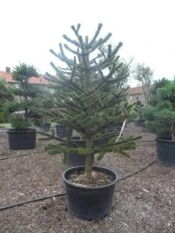 Apeboom (Araucaria Araucana) 26 Apeboom (Araucaria Araucana) -Groene Wereld araucaria araucana 225 250