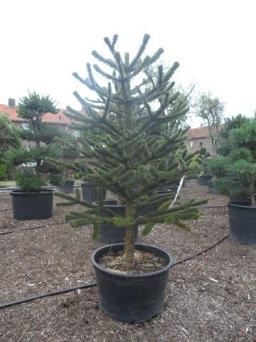 Apeboom (Araucaria Araucana) 10 Apeboom (Araucaria Araucana) - Afbeelding 8