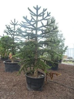 Apeboom (Araucaria Araucana) 31 Apeboom (Araucaria Araucana) -Groene Wereld araucaria araucana 275 300