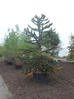 Apeboom (Araucaria Araucana) 29 Apeboom (Araucaria Araucana) -Groene Wereld araucaria araucana 275 300 2