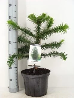 Apeboom (Araucaria Araucana) 34 Apeboom (Araucaria Araucana) -Groene Wereld araucaria araucana 30 40 c5 m 1