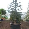 Apeboom (Araucaria Araucana) -Groene Wereld araucaria araucana 300 325