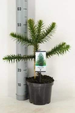Apeboom (Araucaria Araucana) 33 Apeboom (Araucaria Araucana) -Groene Wereld araucaria araucana c3 m 1