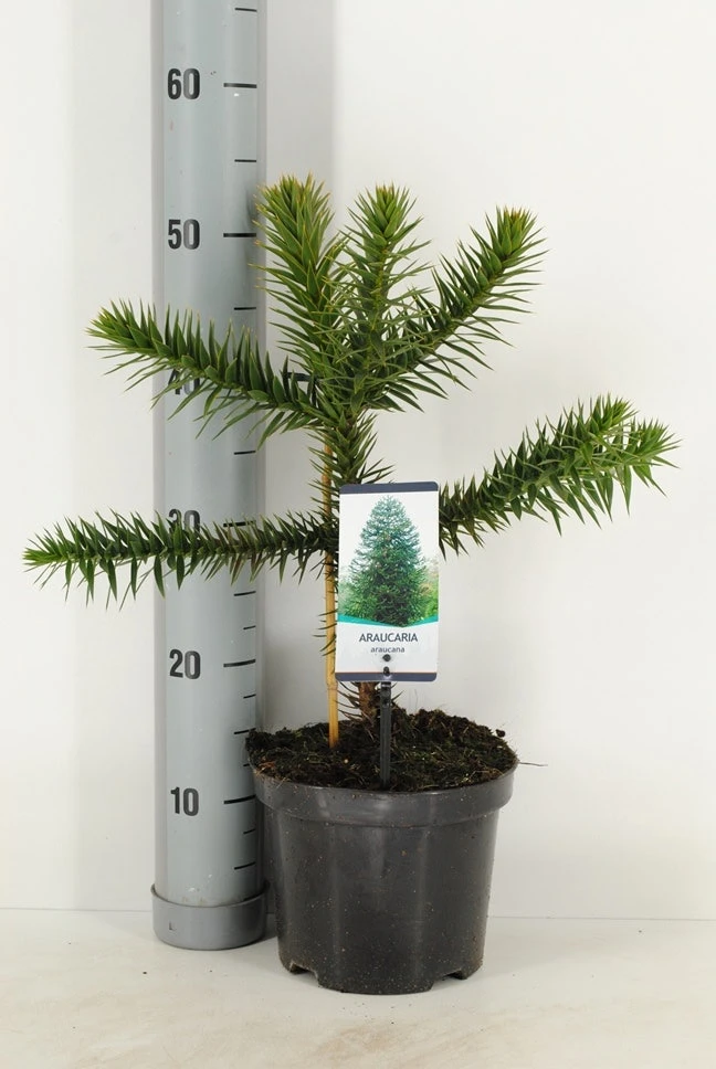 Apeboom (Araucaria Araucana) 17 Apeboom (Araucaria Araucana) - Afbeelding 15
